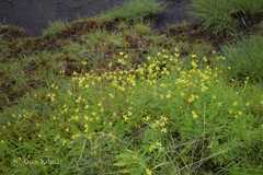Senecio tenuifolius